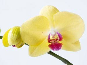 wkl 02 Wilhelm Kleinoder   Orchideen